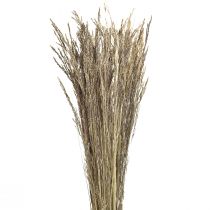 tételeket Hajlított fű Agrostis Capillaris Dry Grass Nature 60cm 80g