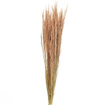 tételeket Red Bent Grass Agrostis Dry Grass Red Barna 65cm 80g
