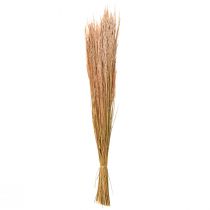 tételeket Red Bent Grass Agrostis Dry Grass Red Barna 65cm 80g