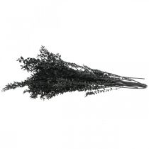tételeket Ruscus ágak, díszágak, szárított virágok, fekete, 200g