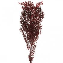 Szárított ruszkusz, száraz virágkötő, tövis mirtusz vörös L58cm 30g