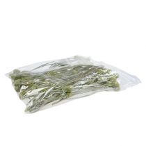 tételeket Sabulosum ág 4-6 Zöld matt 25 db