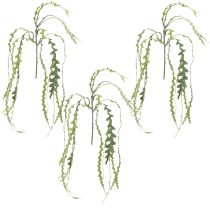 tételeket Műfűrészlevél kaktusz Epiphyllum anguliger L68cm 3 db