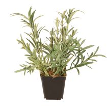 tételeket Zsálya cserépben Salvia Lavandulifolia Artificial H25cm