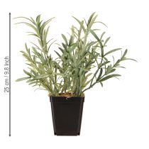 tételeket Zsálya cserépben Salvia Lavandulifolia Artificial H25cm