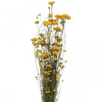 Curry csokor, sárga szárított virág, arany nap, olasz helichrysum L58cm 45g