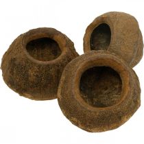 tételeket Paradicsomdió cserep Natural Sapucaia Ø14cm H10cm 3 db