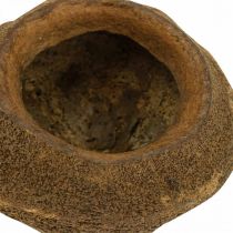 tételeket Paradicsomdió cserep Natural Sapucaia Ø14cm H10cm 3 db
