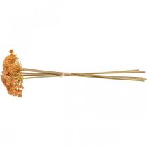 tételeket Cickafark művirág narancssárga 50cm 5db csokorban