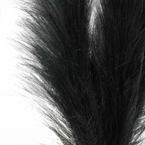 Feather Grass Fekete kínai nád Műszáraz fű 100cm 3db