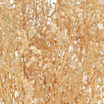 tételeket Gypsophila Árvácska Gipszfű Fehér virágok 50cm 55g