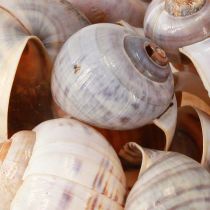 tételeket Csigahéj természet 1kg