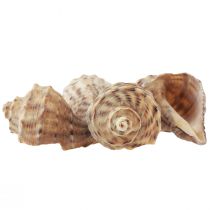 tételeket Csigaház dekoráció tengeri csiga barna krém 4-6cm 300g