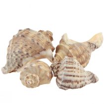 Csigaház dekoráció tengeri csiga barna krém 4-6cm 300g