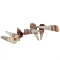 Csigahéj dekoratív tengeri csiga Turritella 4,5-5,5cm 300g