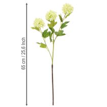 tételeket Műzöld hógolyóbokor, 65 cm, 2 darab