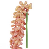 tételeket Sedum 'Rubin' csüngőnövény – dekoratív, könnyen gondozható pozsgás 43cm 3db.