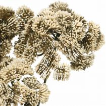 tételeket Sedum művirág Sedum krém virágdísz őszi 70cm 3db
