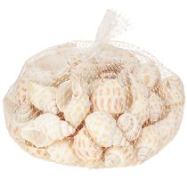 tételeket Tengeri csiga természetes csigaház tengeri 2-4 cm 300 g