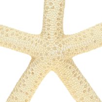 tételeket Tengeri csillag dekoráció Natúr Szárított Valódi Starfish 15-17cm 10db