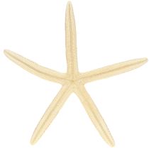 tételeket Tengeri csillag dekoráció Natúr Szárított Valódi Starfish 15-17cm 10db