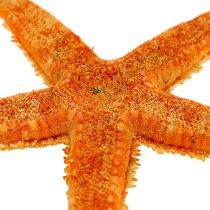 Szárított tengeri csillag 8cm - 10cm 10p