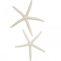 tételeket Tengeri csillag dekoráció fehér, tengeri dekoráció 15-17cm 10db