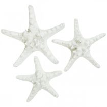 Tengeri csillag deco nagy szárított fehér gombos tengeri csillag 15-18cm 10db