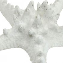 tételeket Tengeri csillag dekoráció nagy szárított fehér tűzdelt tengeri csillag 15-18cm 10 db