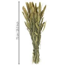 tételeket Sörtés köles (Setaria) szárított virágok rusztikus és stílusos lakberendezési kiegészítőkhöz 75cm 220g