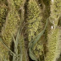 tételeket Sörtés köles (Setaria) szárított virágok rusztikus és stílusos lakberendezési kiegészítőkhöz 75cm 220g