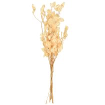 tételeket Szárított ezüstlevelű Lunaria pezsgő 65-70cm 20g