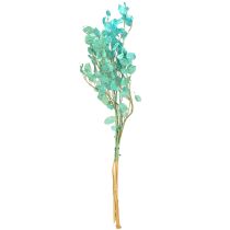 tételeket Szárított ezüstlevél Lunaria világoskék 65-70cm 20g