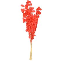 tételeket Szárított ezüstlevél Lunaria piros 65-70cm 20g