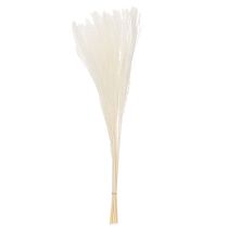 tételeket Szárított virágok, ezüstfű. Elegáns természetes dekoráció otthonra és irodába. 70 cm, 10 darab.