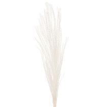 tételeket Szárított virágok, ezüstfű. Elegáns természetes dekoráció otthonra és irodába. 70 cm, 10 darab.