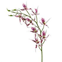 Pók orchideák Brassia Pink-White 108cm 3db