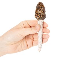 tételeket Mesterséges kucsmagomba díszes karó kaspóba és asztalra, 13 cm, 2 darab