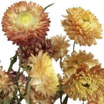 tételeket Szalmavirág Sárga, Piros szárított Helichrysum szárított virág 50cm 60g