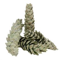 tételeket Strobus kúpok natúr dekorációként 15cm - 20cm zöld 50db