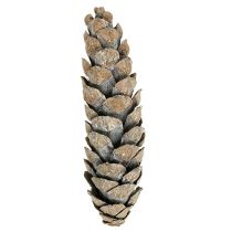 tételeket Strobus kúpok 15cm - 20cm fehér mosott 50 db