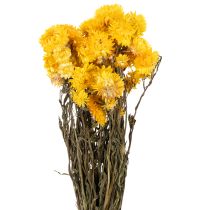 tételeket Szárított sárga szalmavirág (Helichrysum) szárított virágcsokor, 100g