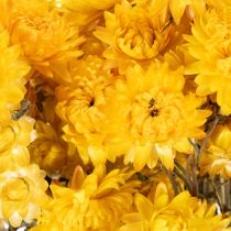 tételeket Szárított sárga szalmavirág (Helichrysum) szárított virágcsokor, 100g