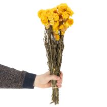 tételeket Szárított sárga szalmavirág (Helichrysum) szárított virágcsokor, 100g
