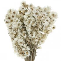 Szalmavirágok Szárított virágcsokor Fehér Kicsi 15g