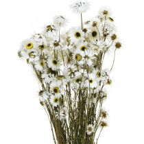 Acroclinium White, száraz növények, Helichrysum, száraz virágok L20-40cm 25g