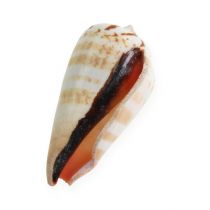 tételeket Strombus Luhuanus kagyló 1 kg