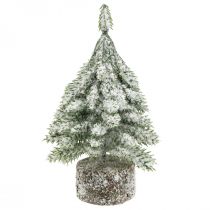 Havas fenyő, karácsonyi dekoráció, dekoratív fenyő 14cm