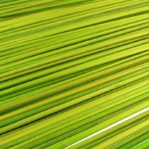 tételeket Tonkin díszpálcikák 70cm világoszöld 150 db