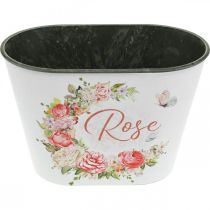 tételeket Ültető, dekoratív cserepes rózsák, virágtál 19cm H12,5cm